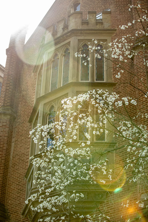 Bokeh flare in front of flowery tree and building